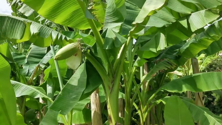 La tragica fine del banano: il destino fatale dopo la dolce creazione delle banane