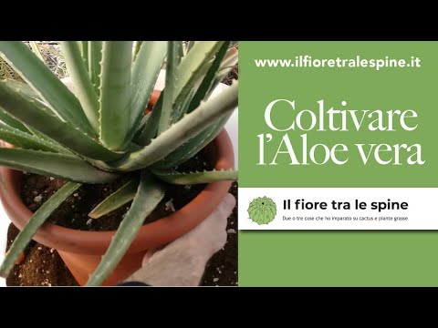 Scopri l'incredibile potere dell'Aloe: il segreto delle piante dalle piccole dimensioni!