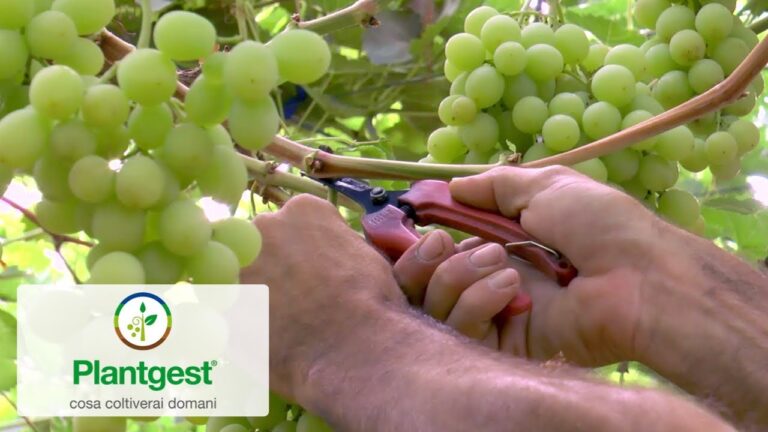 Scopri le sorprendenti proprietà dell'uva Cardinal Bianca: un tesoro di benessere in soli 70 caratteri!