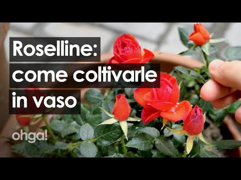 La magia della rosa lillipuziana: un tesoro nascosto in miniatura