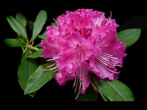 Rododendro sofferente: scopri come curarlo e farlo rinascere in 5 semplici passi