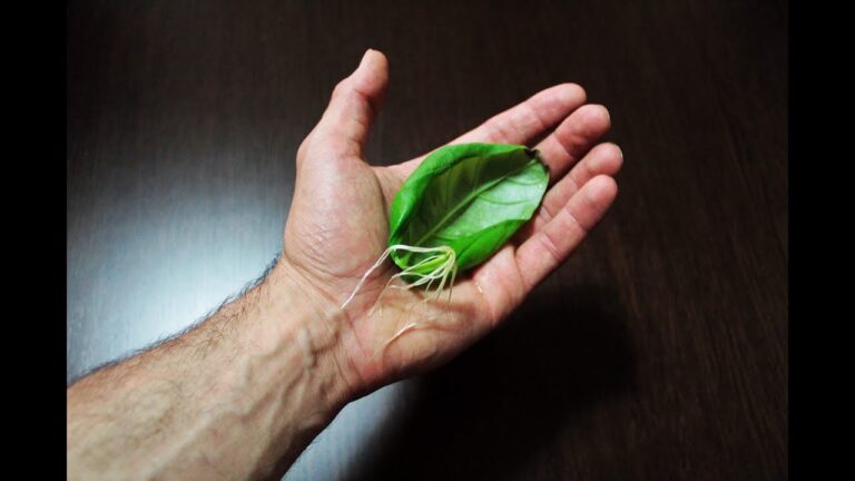 Basilico: il segreto delle foglie piccolissime che svelano un sapore sorprendente!