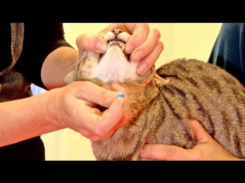 Cerenia per gatti: opinioni dei proprietari rivelano la soluzione definitiva