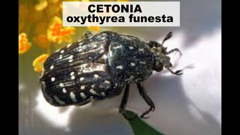 Gli Insidiosi Danni dell'Oxythyrea Funesta: Come Proteggere le Piante in 5 Semplici Passi!