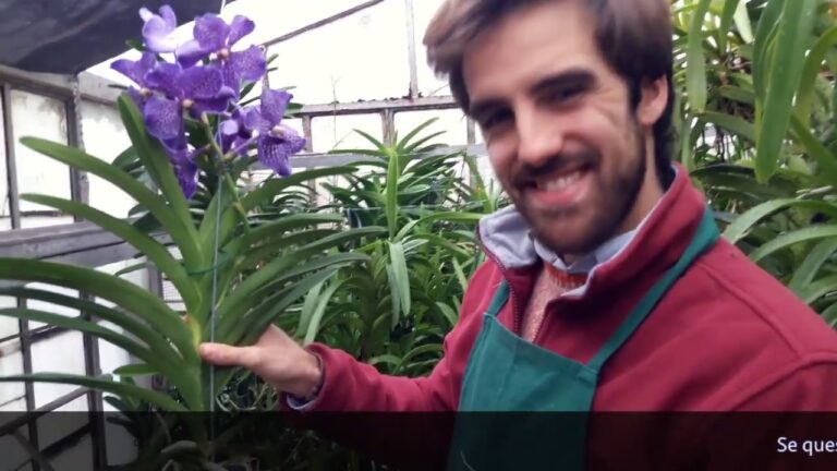 Orchidea Vanda Blu: Scopri il Prezzo Esclusivo di Questa Rara Bellezza!