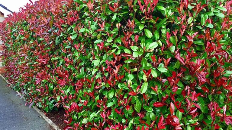Siepe bassa colorata: il tocco di vivacità per il tuo giardino