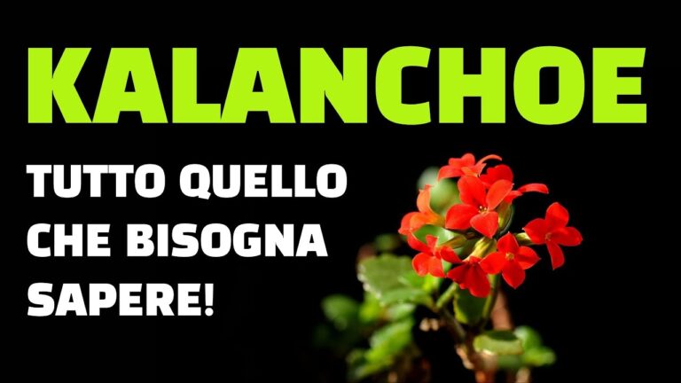 Kalanchoe: il segreto per far sbocciare fiori inaspettati