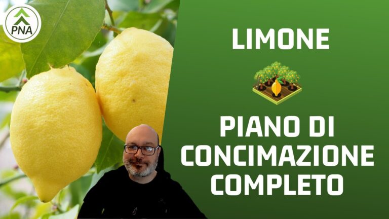 Rivelato il concime segreto per far crescere limoni rigogliosi: scopri il potere del concime X!