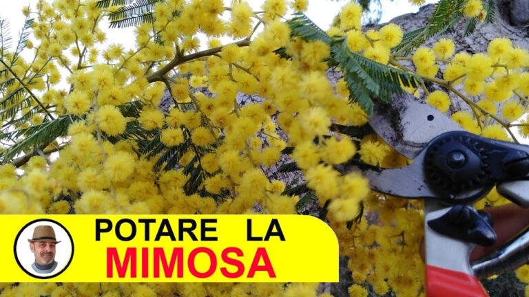 Mimosa in fiore: lo spettacolo estivo che incanta con i suoi colori