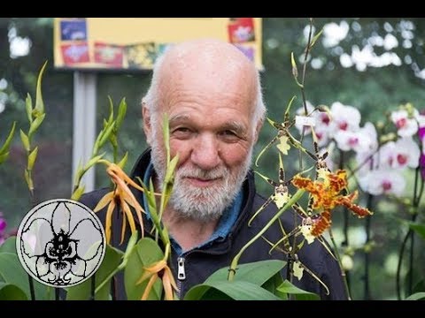 Orchidea: foglie gialle che si staccano? Ecco cosa fare!