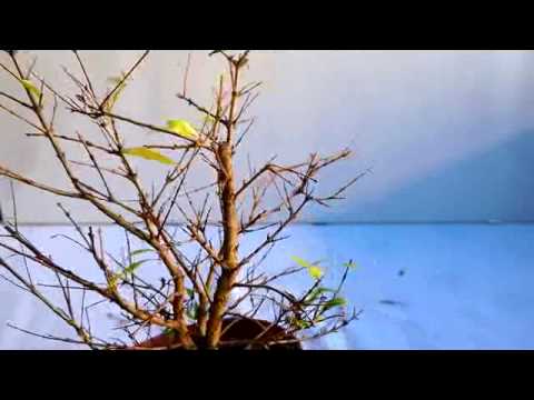 Guida pratica: coltivare un bonsai di melograno in 6 semplici passi
